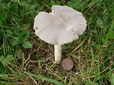 Amanita sect. Vaginatae image