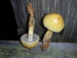 Protostropharia semiglobata image