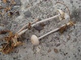 Gymnopus confluens image
