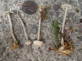 Gymnopus confluens image