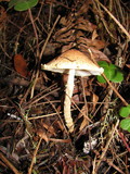 Lepiota clypeolaria image