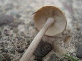 Gymnopus confluens image