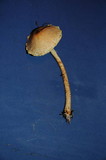 Lepiota clypeolaria image