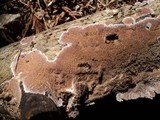 Trichaptum abietinum image