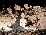 Trichaptum abietinum image