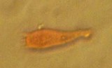 Conocybe rugosa image