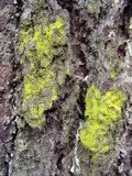 Chrysothrix candelaris image
