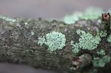 Physcia millegrana image