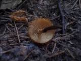 Flammulaster muricatus image
