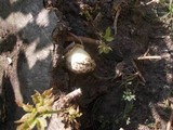 Volvariella bombycina image