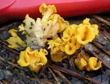 Craterellus odoratus image