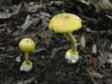 Amanita levistriata image
