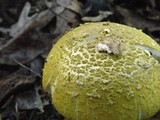 Amanita levistriata image