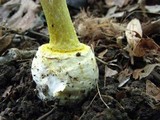 Amanita levistriata image
