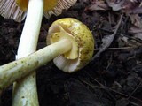 Amanita levistriata image