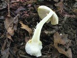 Amanita levistriata image