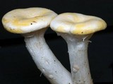 Pleurotus dryinus image