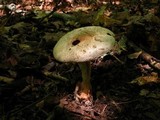 Amanita pseudovolvata image