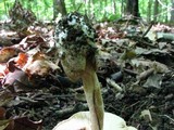 Amanita pseudovolvata image