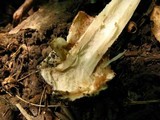 Amanita pseudovolvata image