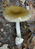 Amanita sect. Vaginatae image