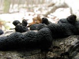 Hypoxylon multiforme image
