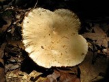 Lactarius subplinthogalus image