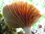 Lactarius subplinthogalus image