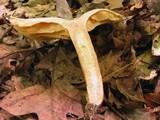 Lactarius subplinthogalus image