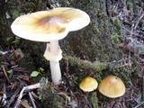 Amanita augusta image