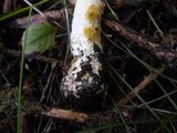Amanita augusta image
