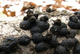 Hypoxylon multiforme image