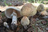 Amanita rubescens var. rubescens image