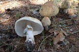 Amanita rubescens var. rubescens image