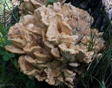 Meripilus sumstinei image