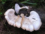 Microporellus obovatus image