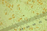 Lentinula boryana image