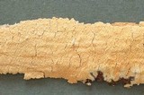 Basidioradulum crustosum image