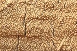 Basidioradulum crustosum image