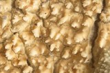 Basidioradulum crustosum image