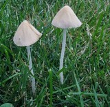 Conocybe apala image