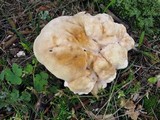 Bondarzewia berkeleyi image