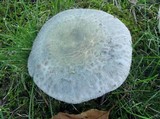 Russula parvovirescens image