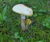 Amanita flavorubens image