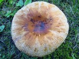 Russula grata image