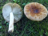 Russula grata image
