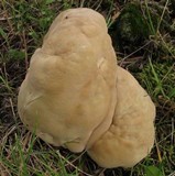 Bondarzewia berkeleyi image