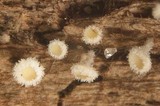 Lachnum virgineum image