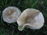 Lactarius subvernalis image