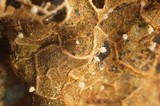 Albotricha washingtonensis image